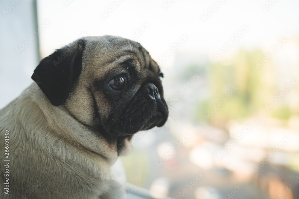 Funny dog breed pug looks at the street through the window. Curious pug puppy