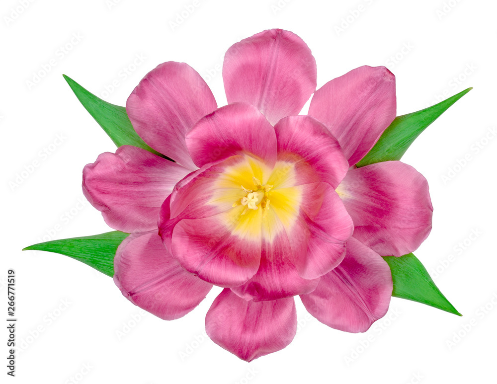 Tulips isolated on white background, top view Tulips isolated on white background, top view
