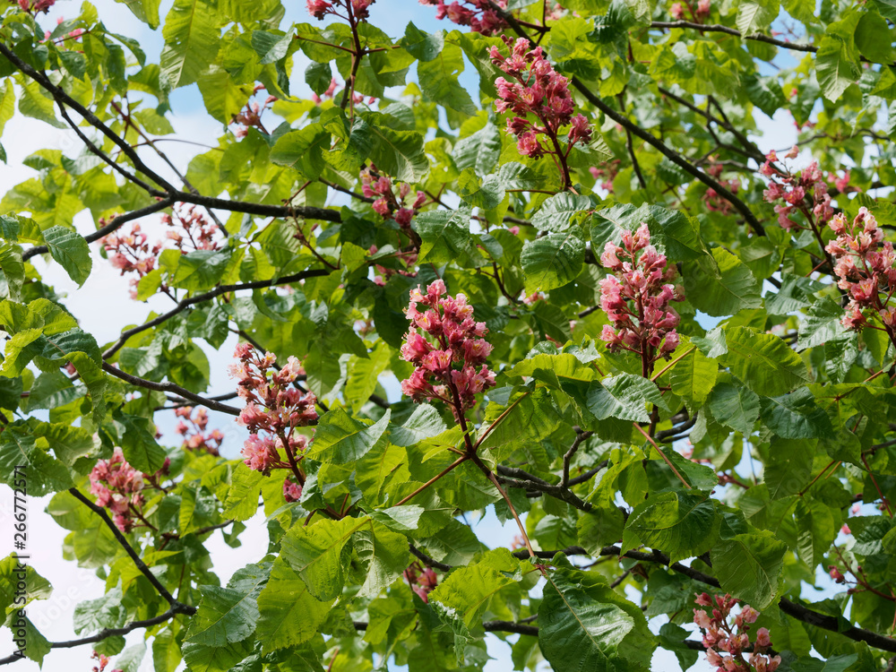 Aesculus × carnea - Marronier à fleurs rouges, un bel arbre d'ornement et d'ombrage à forte ramure arrondie, aux grandes feuilles ondulées et dentées vert foncé