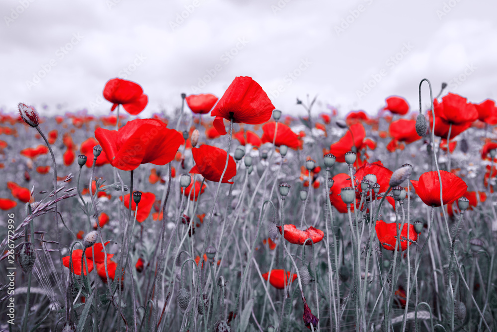 Red poppies isolated on a blurred gray background. - obrazy, fototapety, plakaty 