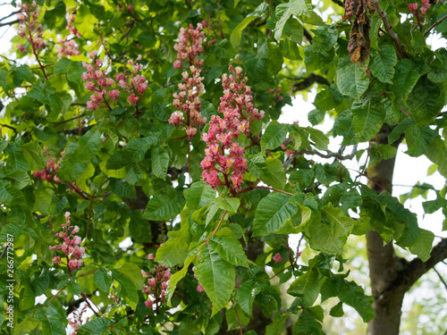 Marronier à fleurs rouges (Aesculus × carnea)