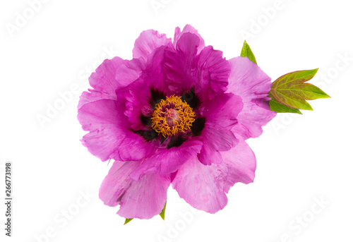 peony flower