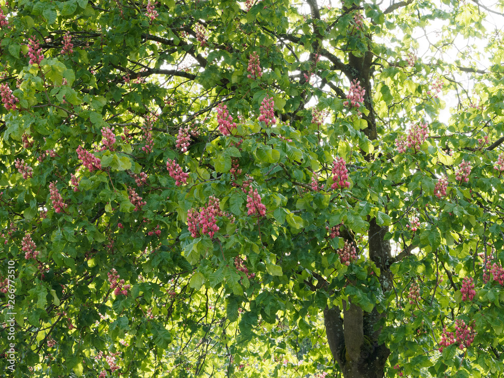 Marronier à fleurs rouges (Aesculus × carnea)