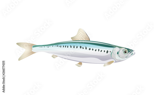 Sardine, Ivasi fish isolated on light background. Fresh fish in a simple flat style. Vector for design seafood packaging and market illustration. EPS10. Marine life or water nature