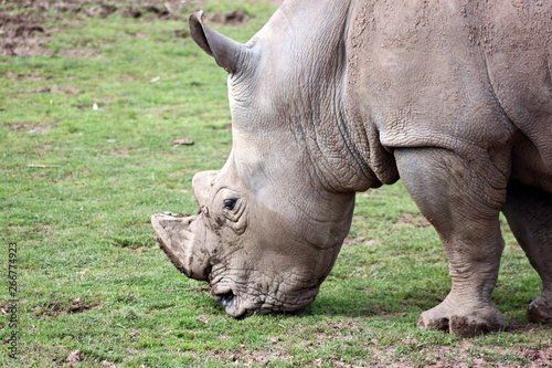 Rinoceronte comiendo
