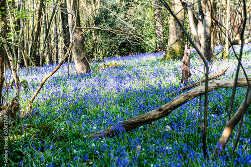 English bluebells in Fore Wood, Crowhurst, East Sussex, England photo