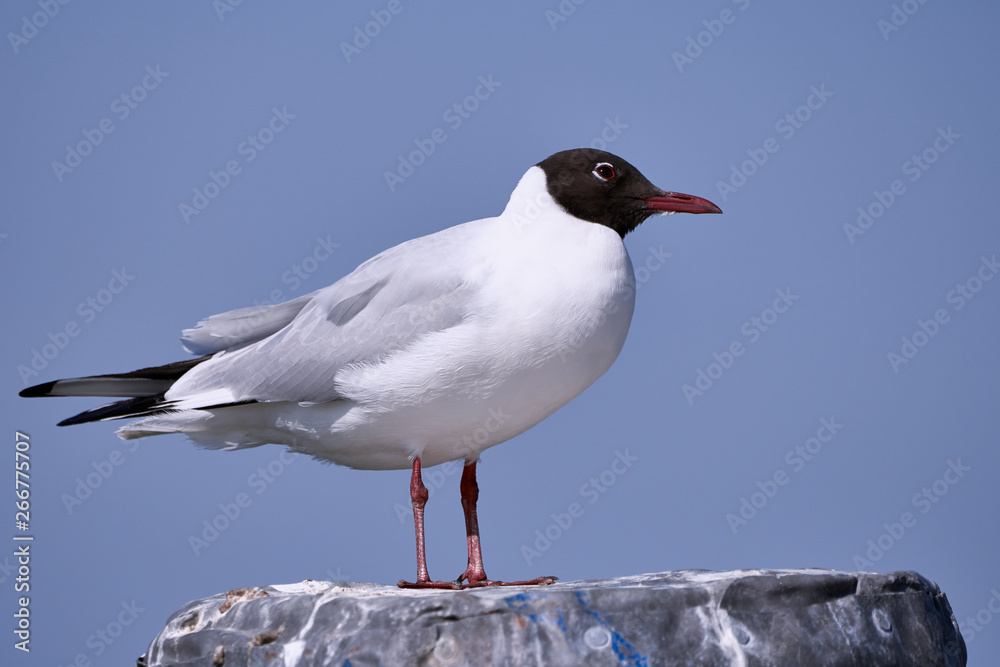 Fototapeta premium Close-up of a black headed gull (Larus ridibundus) sitting on a rock against blue sky