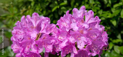 Beautiful pink Rhododendron. Spring Flowers background.