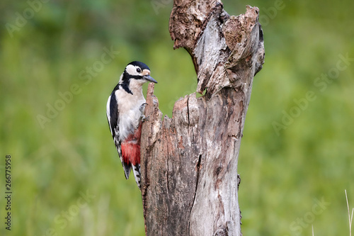 Great spotted woodpecker (Dendrocopos major) perched on dead tree stump in green nature