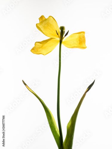 yellow tulip isolated on white background