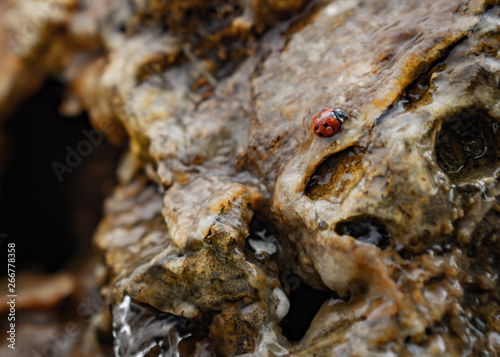 Ladybug in running water on rocks