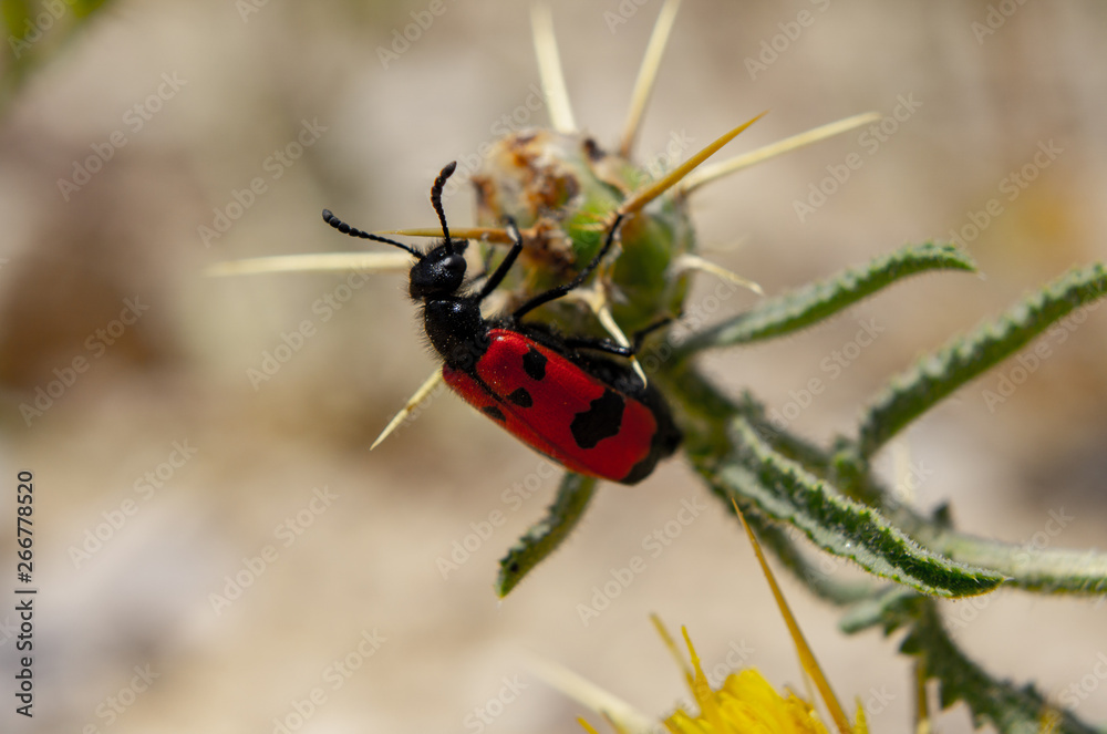 Mylabris quadripunctata Mylabris quadripunctata
