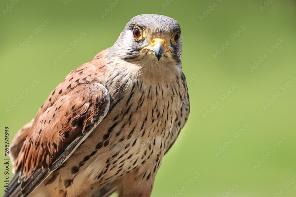 Kestrel Kestrel