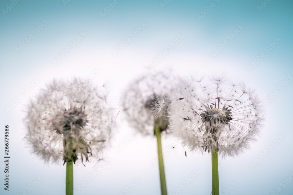 Obraz premium Summer background dandelions on an abstract background