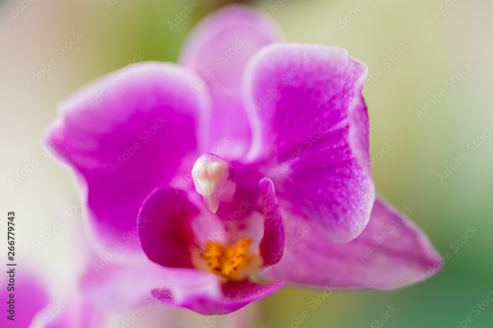 Obraz premium Orchidee Pink