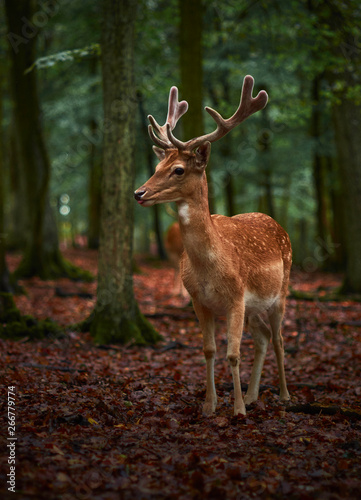 Fototapeta Naklejka Na Ścianę i Meble -  young deer in the forest
