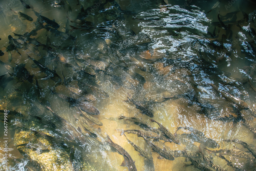 These are wild fish at Pliew water fall tourist can feed and touch landmark tourist favorite to visit.