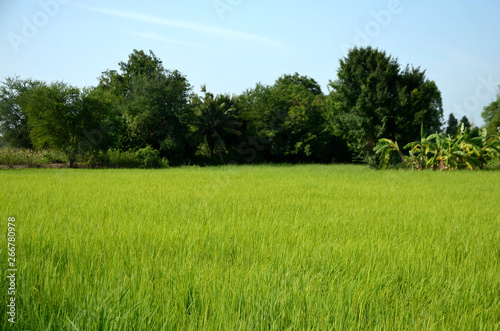 Green fields in nature are used as background images. © tharathip