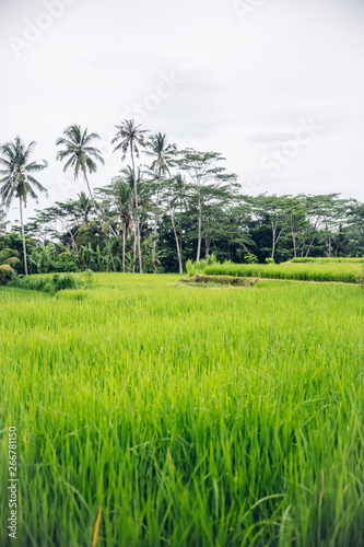 Paddy rice field in clear l...