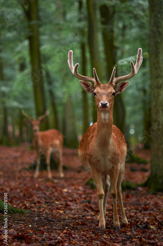 young deer in the forest