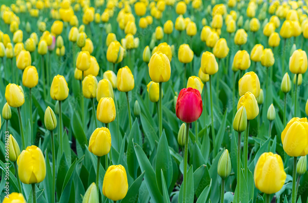 Red tulip in a flowerbed with yellow tulips.
