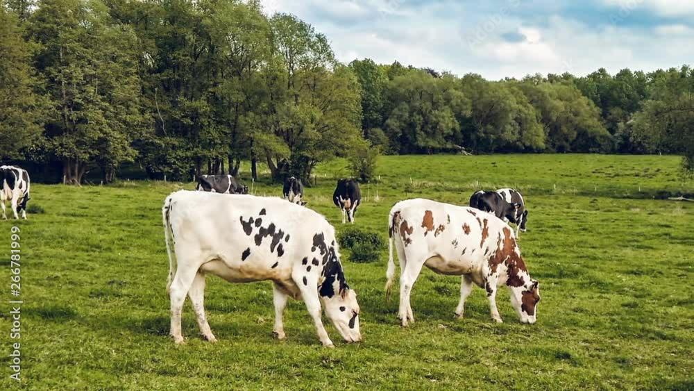 Green field with grazing cows, slow motion. Agricultural background Green field with grazing cows, slow motion. Agricultural background