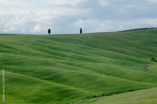 Lonely cypresses of the Val d'Orcia, Tuscany. Val d'Orcia landscape in spring. Cypresses, hills and green meadows near San Quirico d'Orcia, Siena, Tuscany, Italy