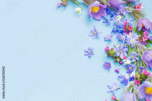 Fototapeta Naklejka Na Ścianę i Meble -  spring flowers on blue background