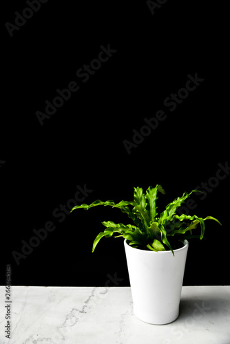 Small Plant on Marble Shelf With Black Background