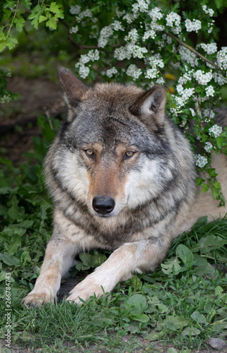 Portrait of a wolf in the nature