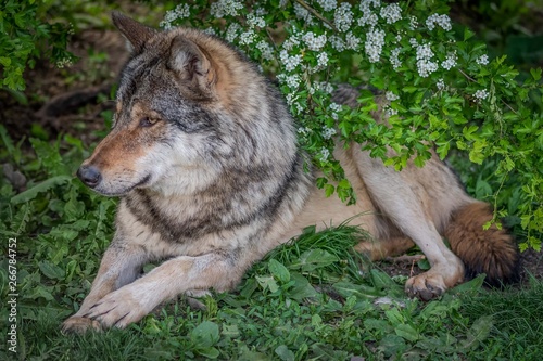 Portrait of a wolf in the nature