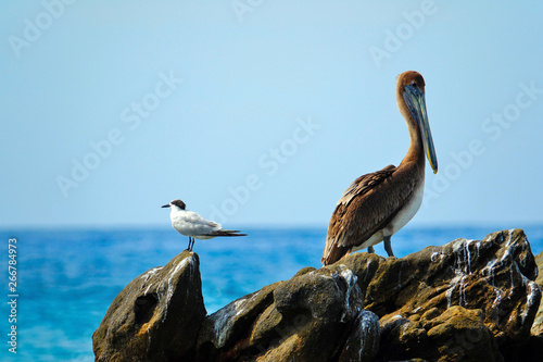 Mexico South Pacific Birds photo