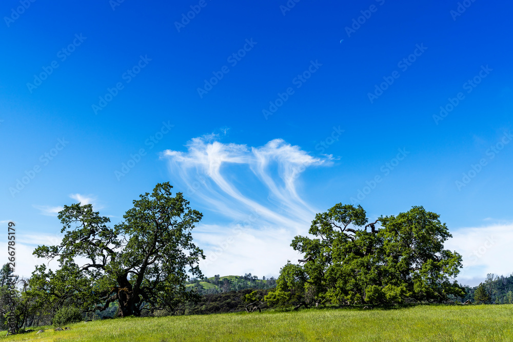 Obraz premium Oak trees in a field 