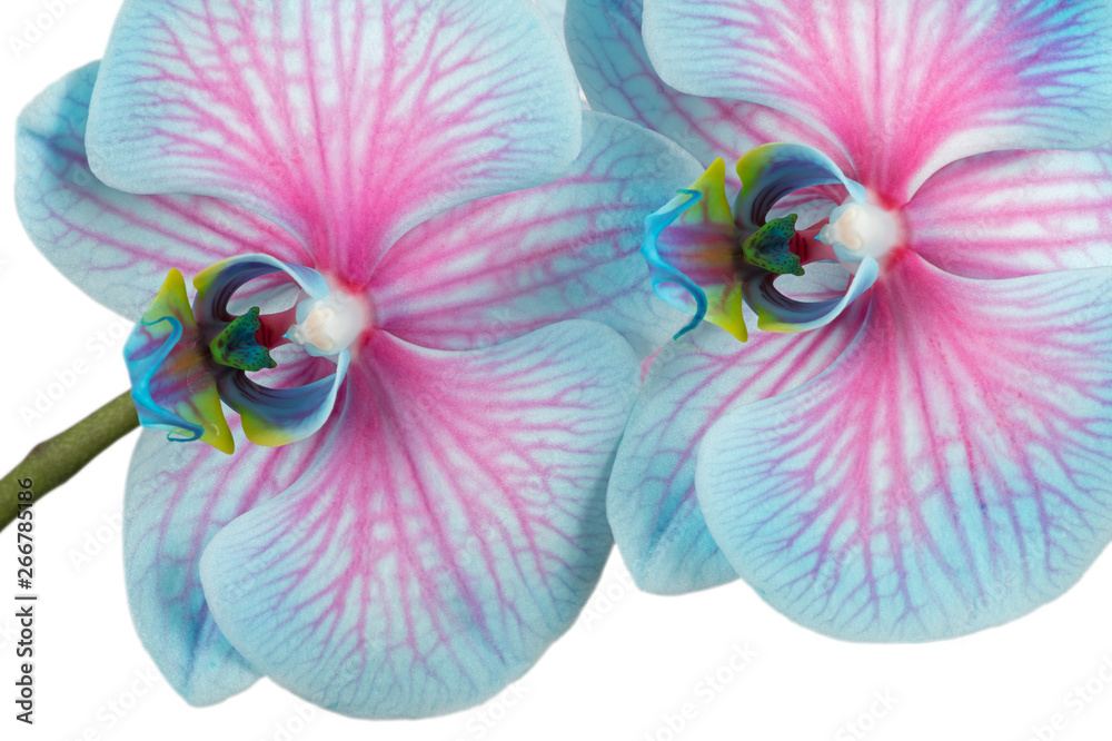 Pink & blue Phalaenopsis Orchid Photos | Adobe Stock