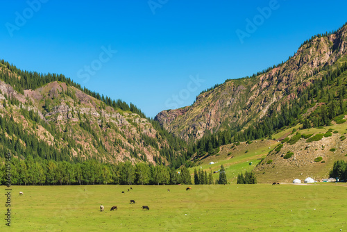 Kyrgyz Zhailau. Cows graze in the pasture. Mountain gorge Jety Oguz. Nature in the area of lake Issyk-Kul. photo