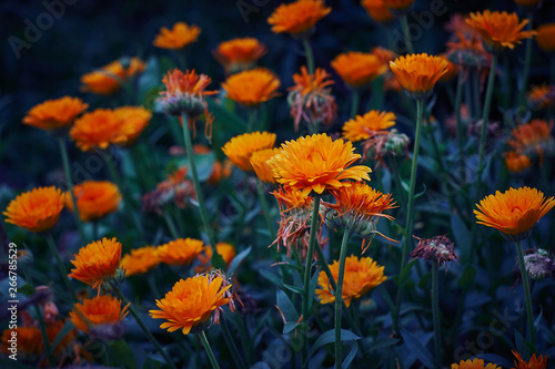 Orange Yellos Calendula in the garden - Ringelblumen