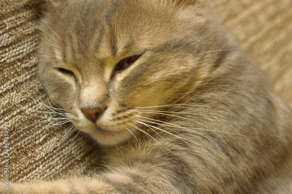 cute tiny young cat laying and sleeping on a couch cute tiny young cat laying and sleeping on a couch