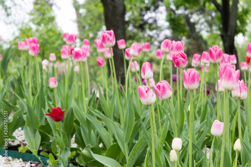 Fototapeta Naklejka Na Ścianę i Meble -  Spring tulips bloom in the park