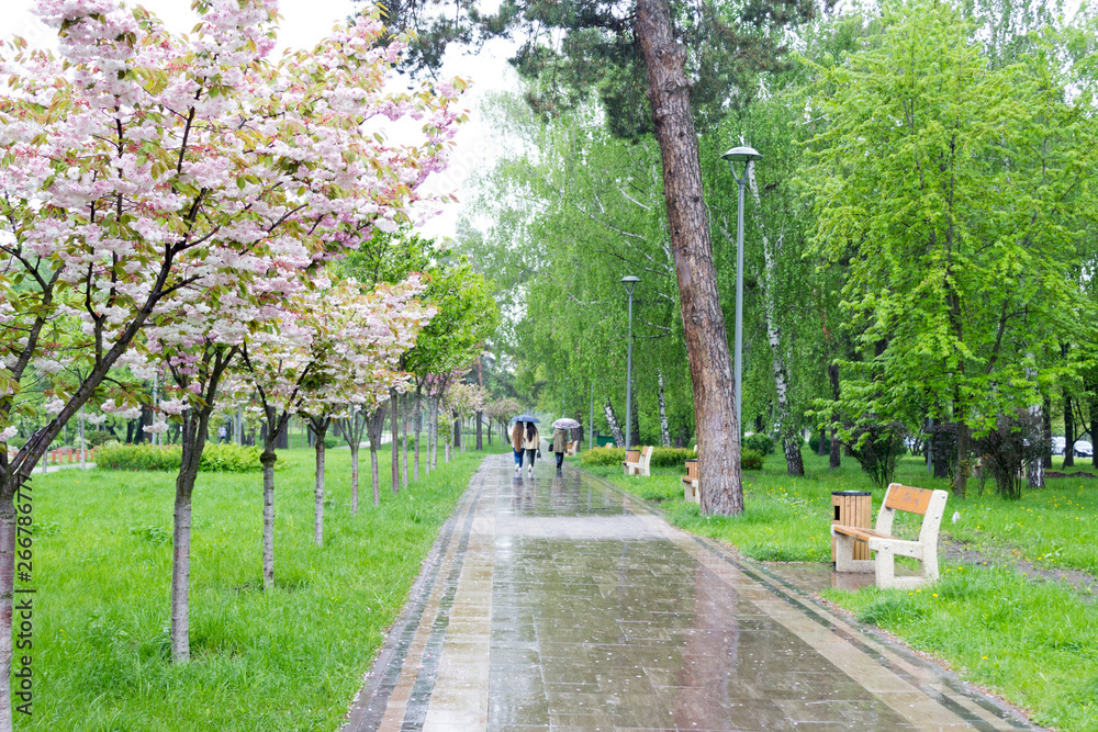 park of cherry blossoms in the rain