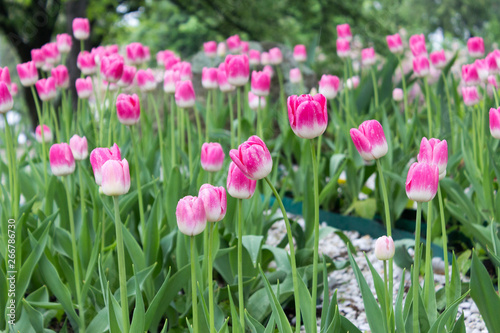 Fototapeta Naklejka Na Ścianę i Meble -  Pink tulips bloomed in the park