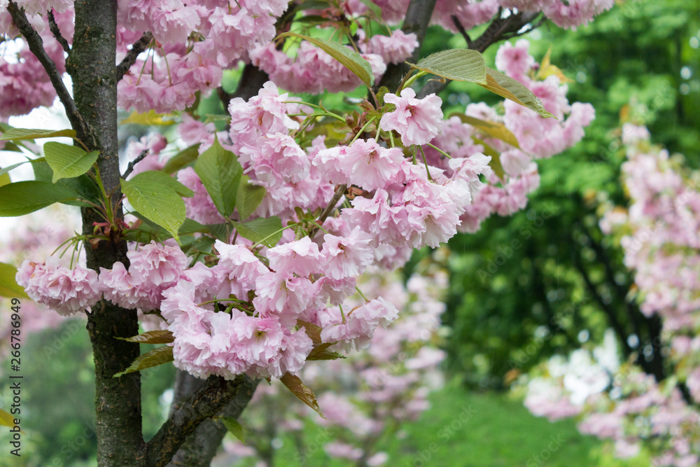 Naklejka premium Springtime, sakura bloom.