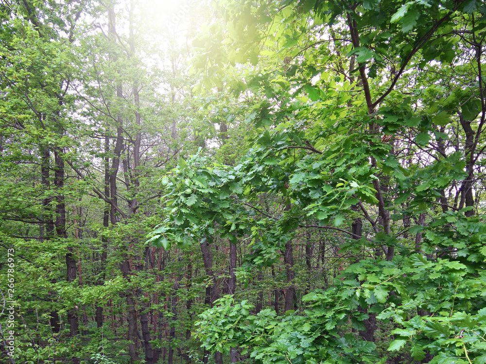 The oak trees after the rain in the spring