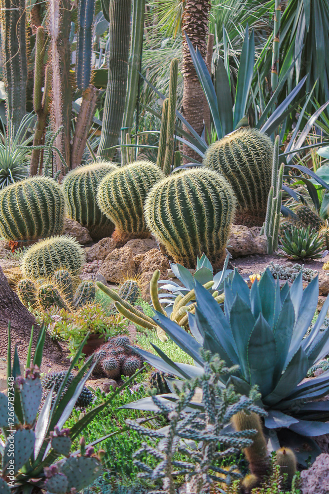 Obraz premium tropical vegetation, large round cacti with sharp needles. Vertical photo
