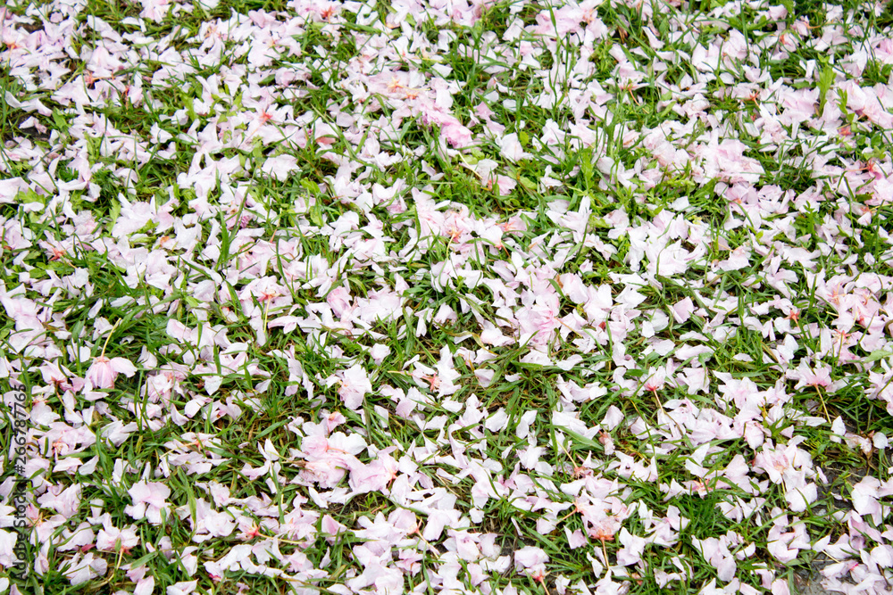Sakura flower petals, spring concept background