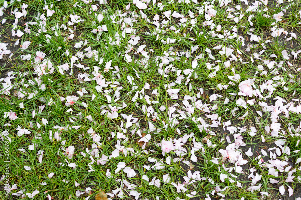 Sakura flower petals, spring concept