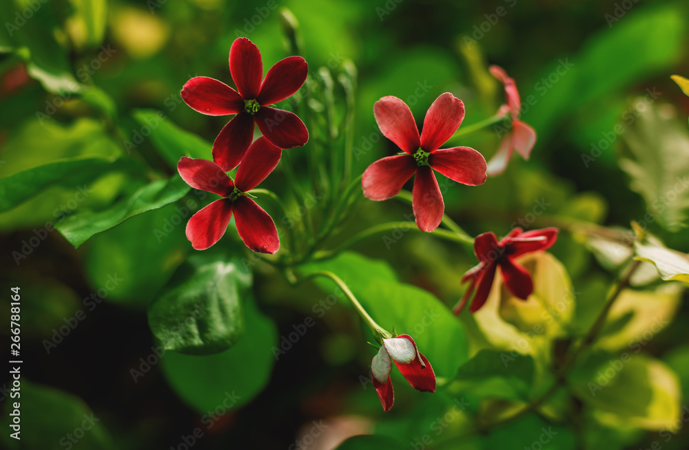 red garden flower red garden flower