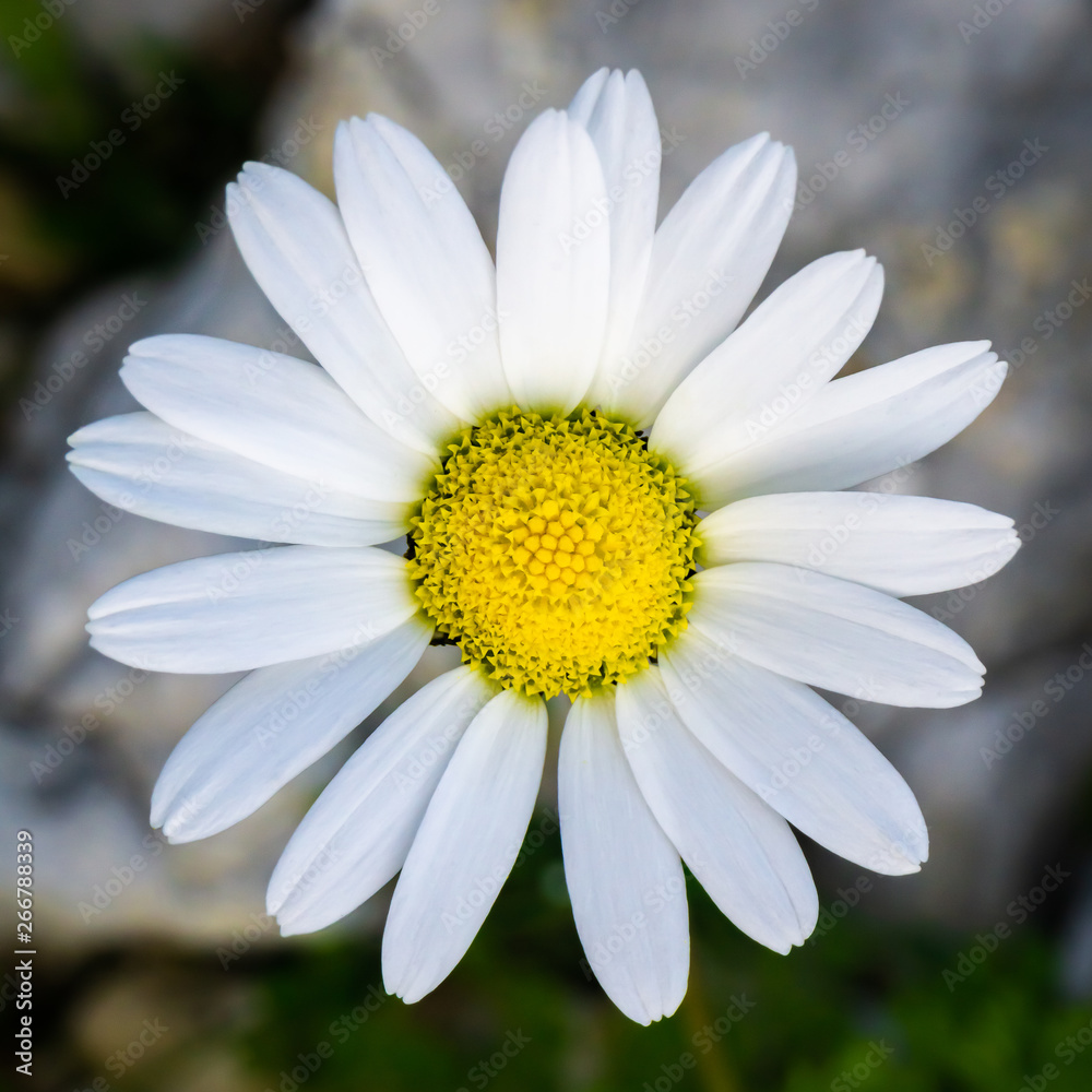 Fototapeta premium Close up daisy (chamomile) view. Amazing texture detail from nature. Natural background.