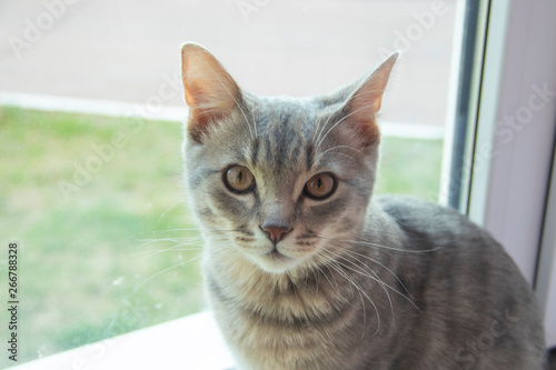 Little gray kitten portrait