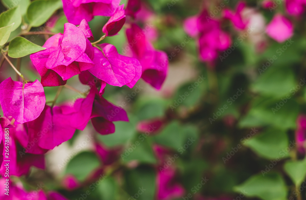 pink flowers in the garden