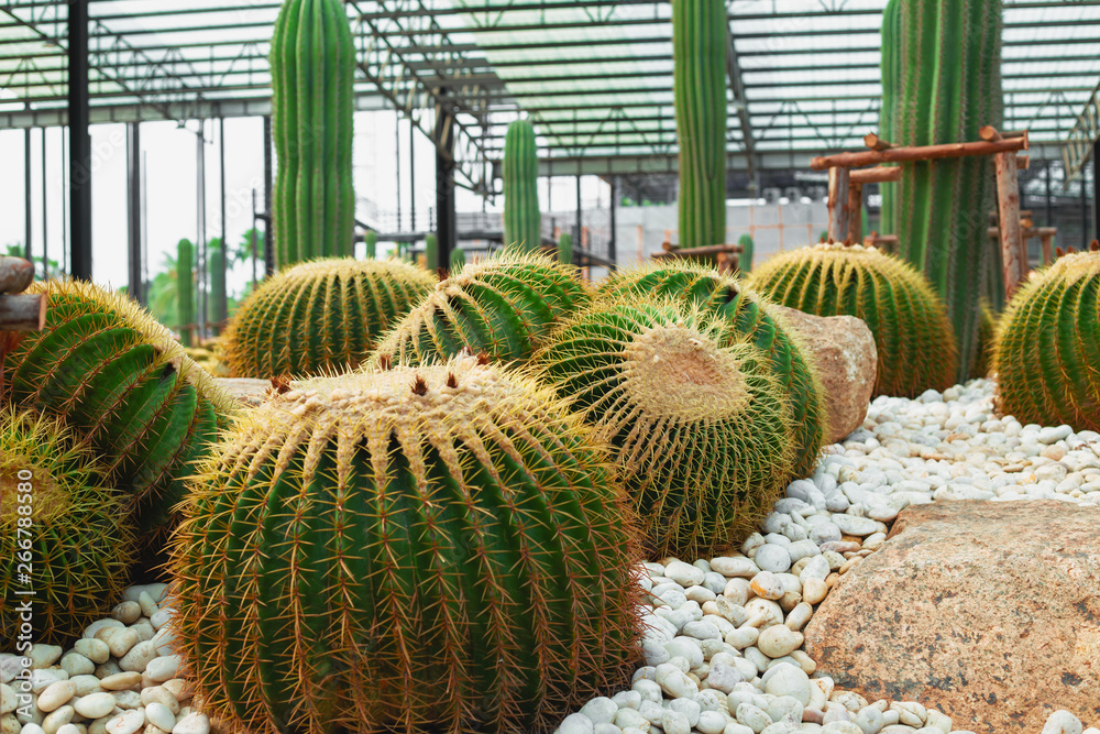 Cactus and desert plants in Botanical garden Cactus and desert plants in Botanical garden